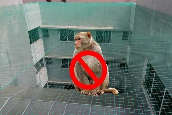Monkey Nets Chennai